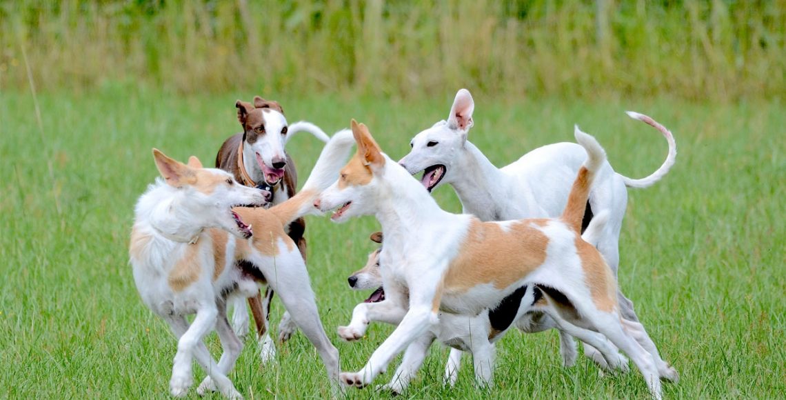 Dogs playing in field