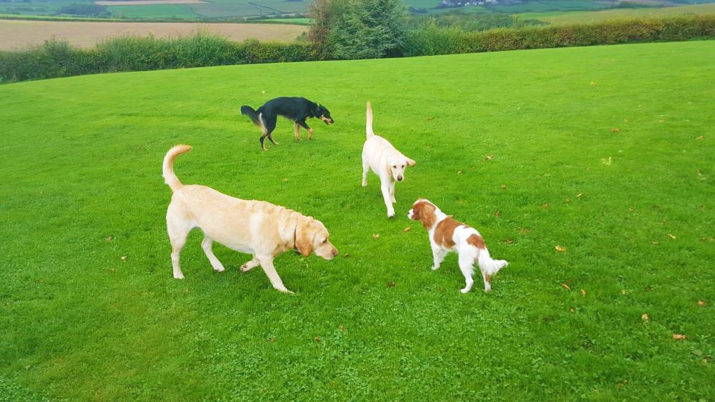 Dogs socialising in the paddock