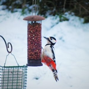 Woodpecker on a bird feeder
