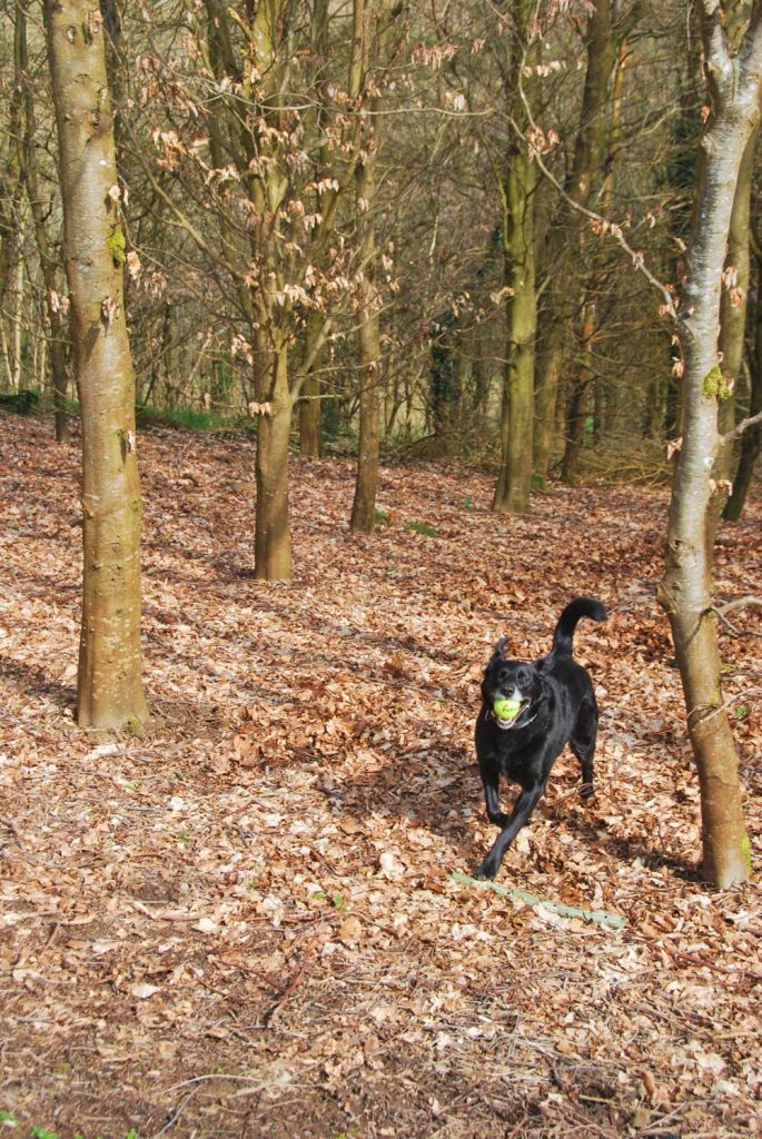 Dog playing the the woodland
