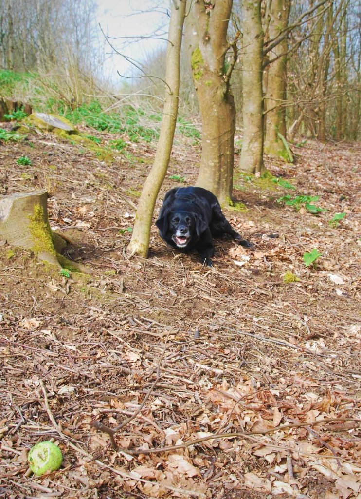 Dog playing the the woodland