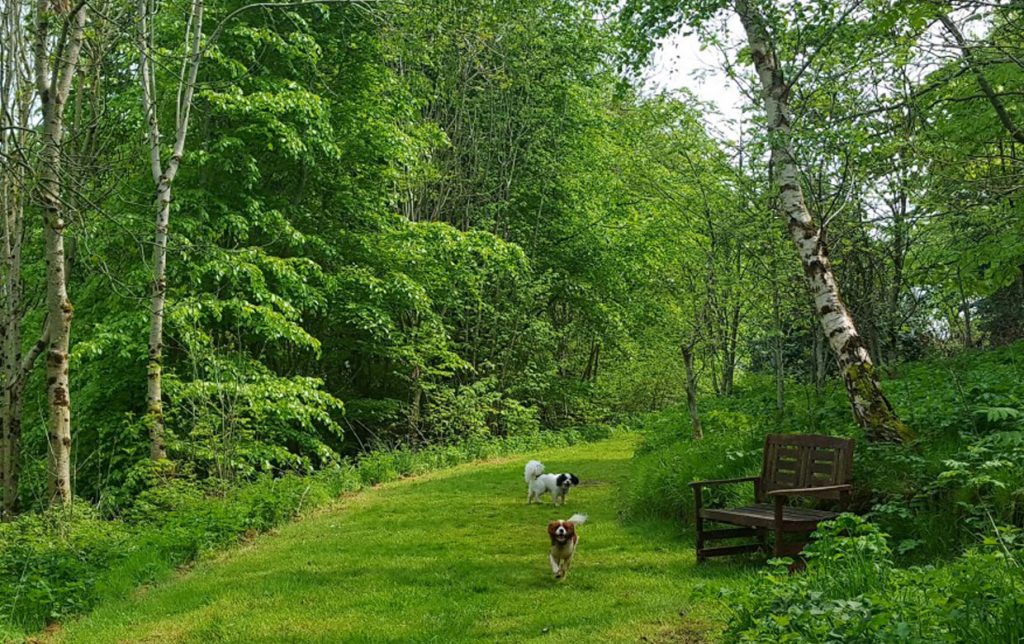 Dogs enjoying the woodland
