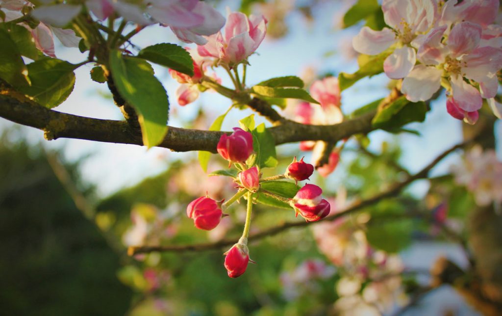 Apple blossom