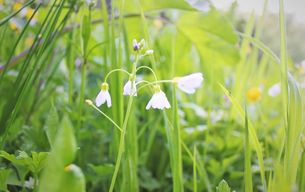 Wildflowers in the woods