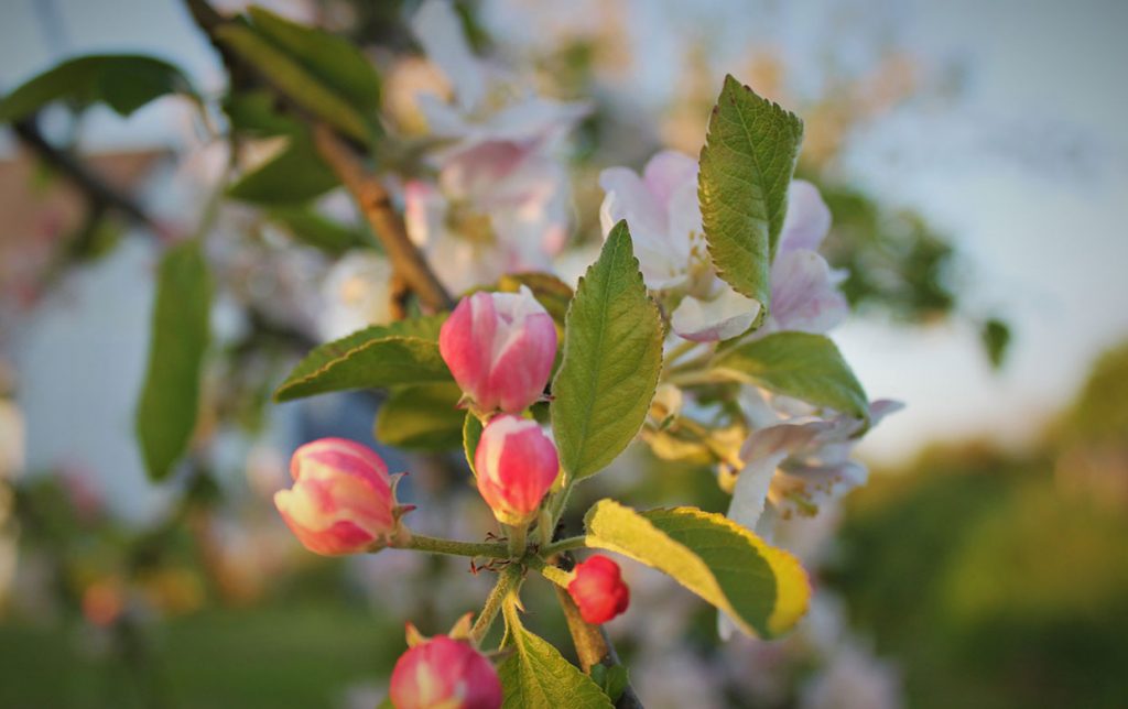 Apple blossom
