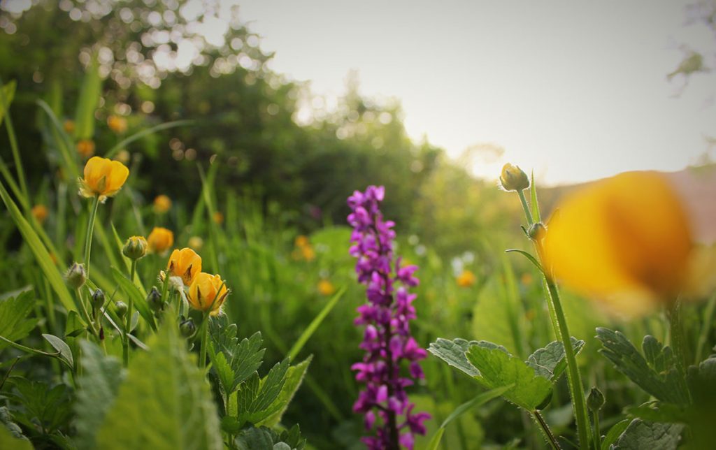 Wildflowers in the woods