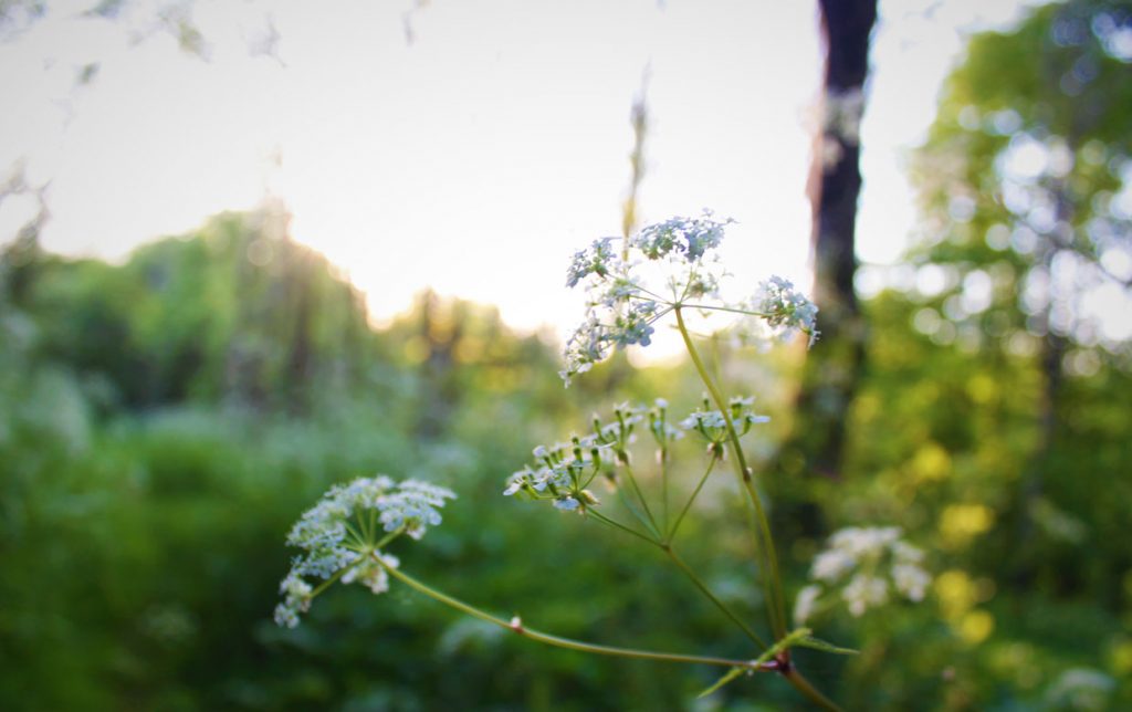 Flowers in the woods