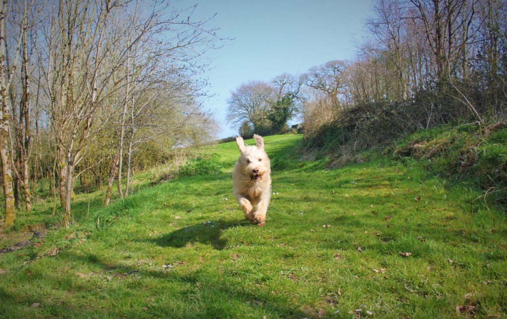 Dog running in the woodland