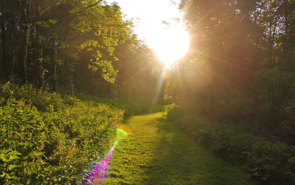 Woodland ride at sunset