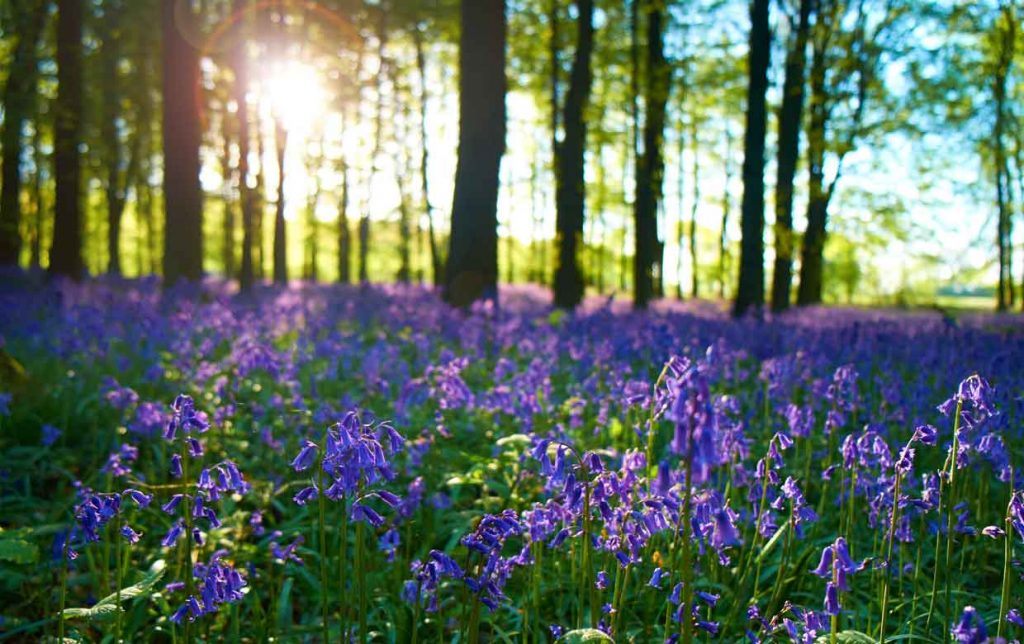 Brownsham Woods - Bluebell walks