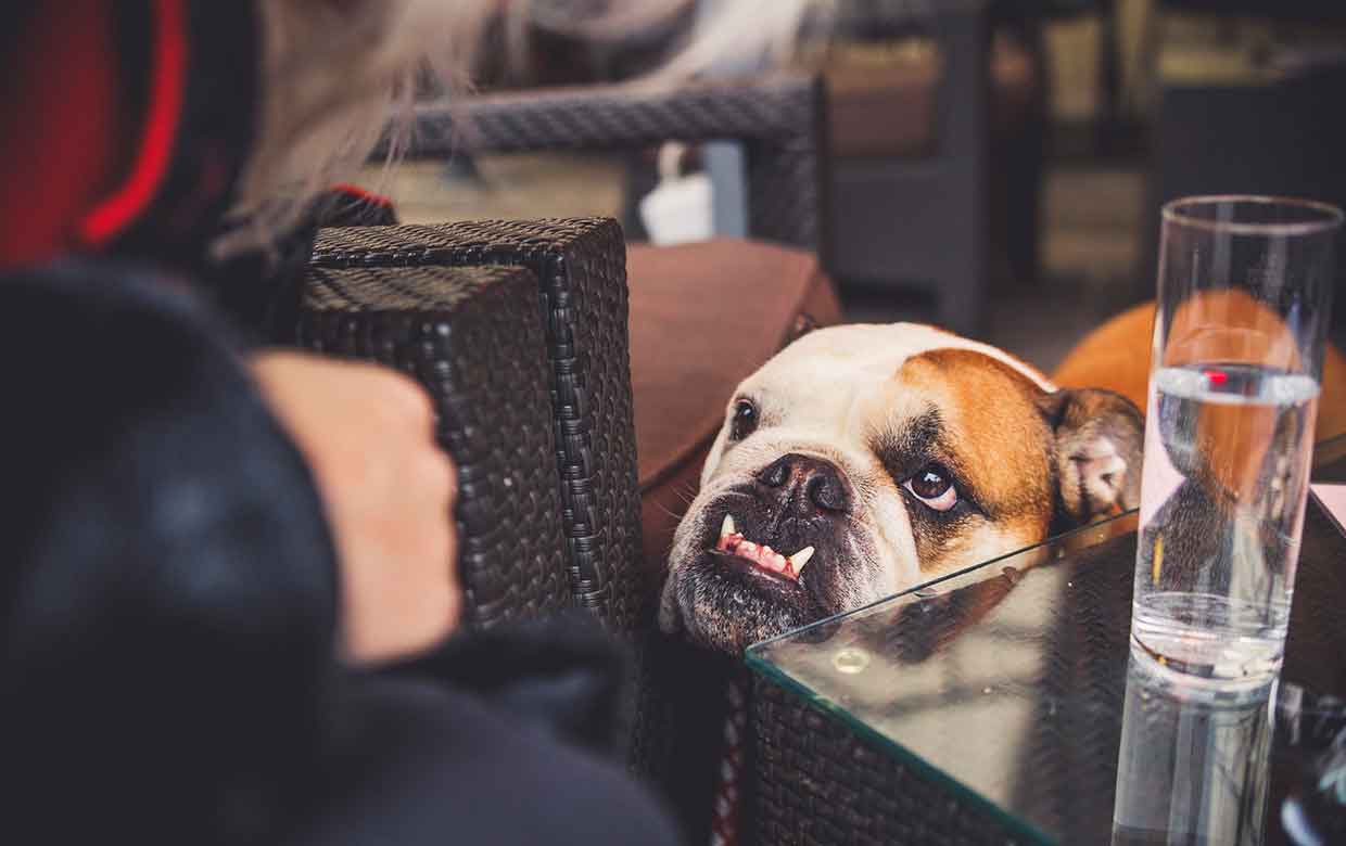 Pubs & Coffee Shops Very dog friendly holiday cottages in North Devon