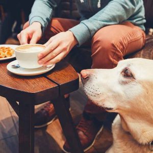 Dog friendly cafe