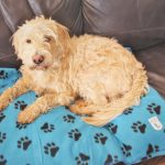 Dog on a guide dogs blanket
