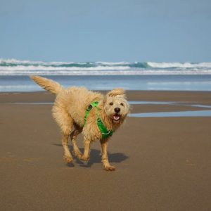 Our dog on the beach