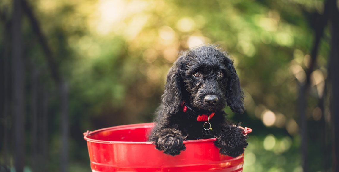 Puppy in a bucket