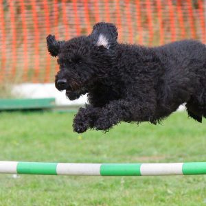 dog jumping over agility jump