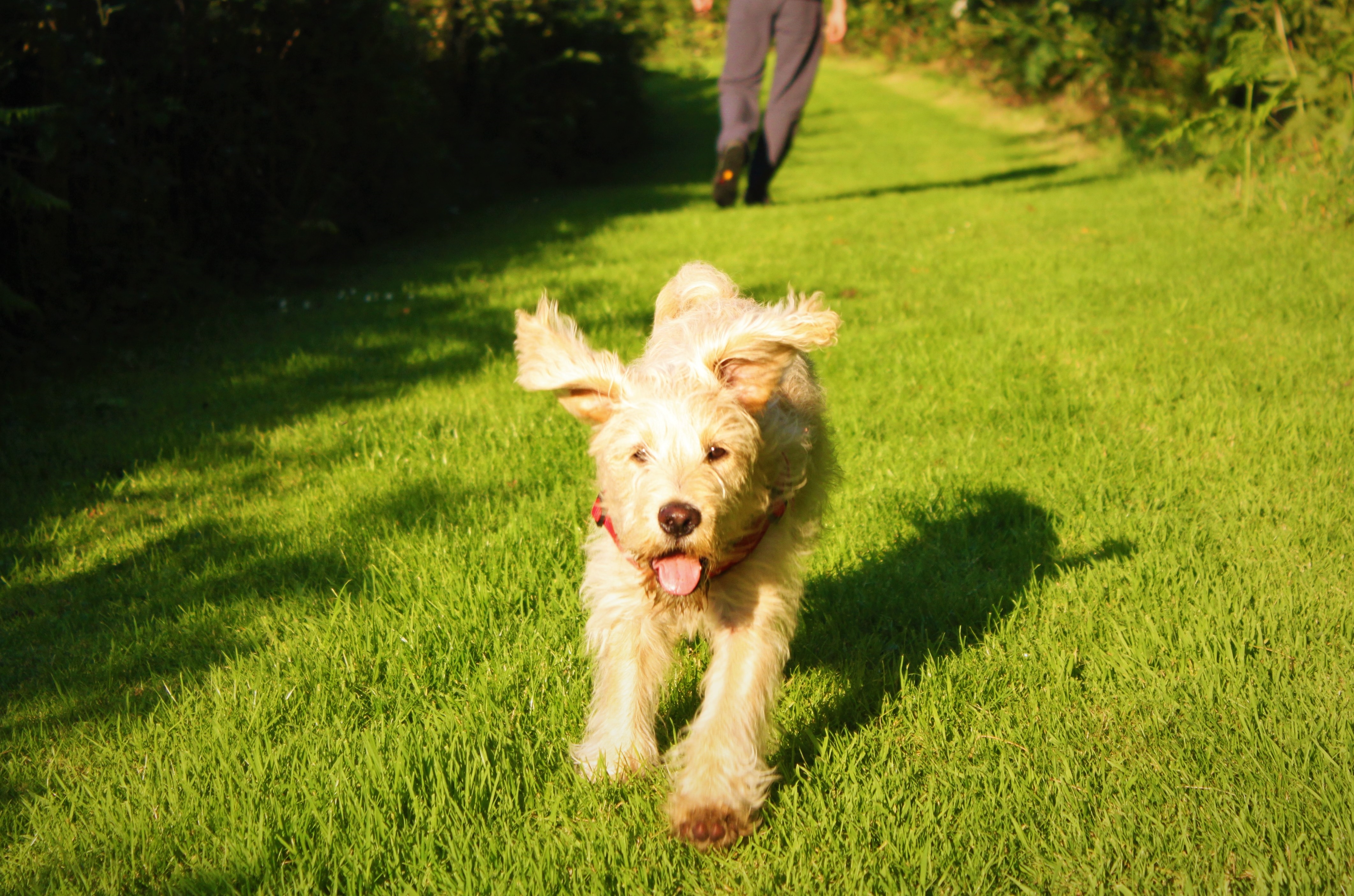 Our Woodlands Very Dog Friendly Holiday Cottages In North Devon